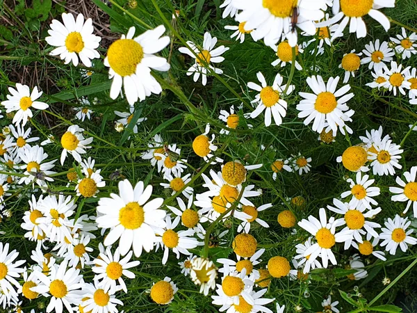 Primer plano del campo de flores de manzanilla cerca del bosque durante el verano —  Fotos de Stock