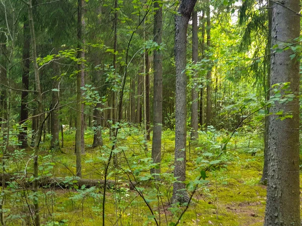 Yaz aylarında ağaçlar çim ve yapraklar ile forrest içinde