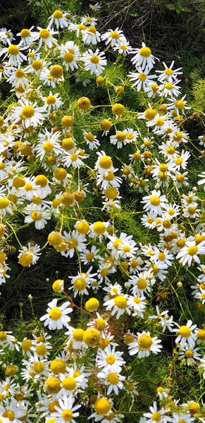Closeup of chamomile field near forrest during summer — Stock Photo, Image