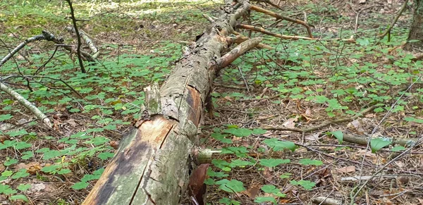 In het bos met bomen gras en bladeren in de zomer. — Stockfoto