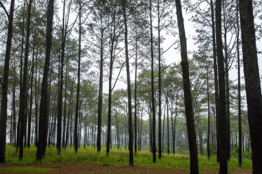 Mulk Nang Phaya tam bir sis Mulk Salaeng Luang Milli Parkı'nda ki