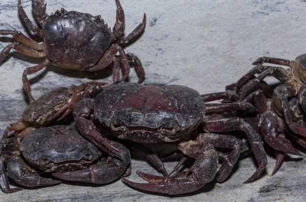 Big Crab in the North of Thailand.