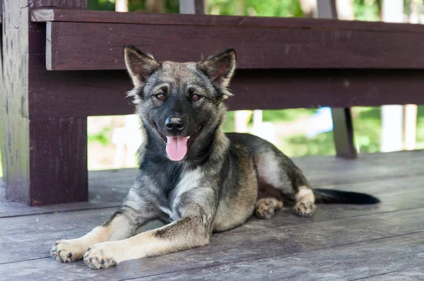 Thai dogs, dark gray hair, brown eyes, looking friendly at us