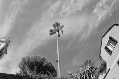 siyah ve beyaz palmiye ağaçları gökyüzünde