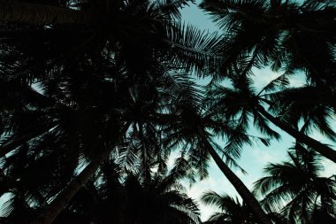 Palmiye ağaçları Filipinler