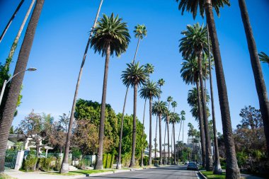 Palmiye ağaçları Beverly Hills