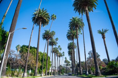 Palmiye ağaçları Beverly Hills