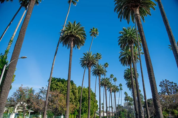 Palmbomen Beverly Hills — Stockfoto