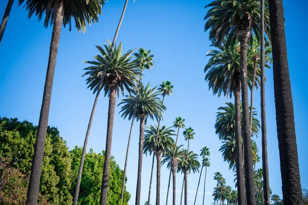 Palm Trees Beverly Hills — Stock Photo, Image