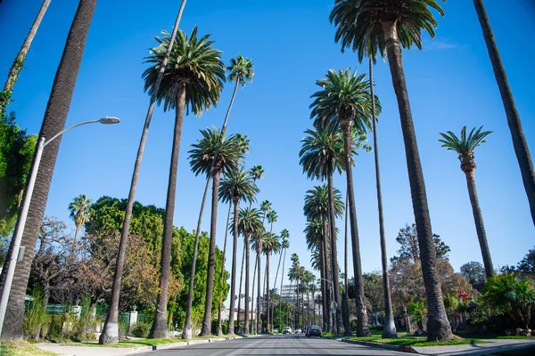 Palmiye Ağaçları Beverly Hills — Stok fotoğraf