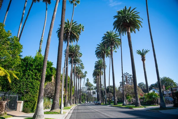 Palmy Beverly Hills — Zdjęcie stockowe