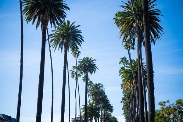 Palmbomen Beverly Hills — Stockfoto