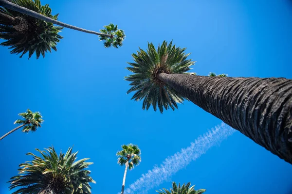 Palmbomen Beverly Hills Rechtenvrije Stockafbeeldingen