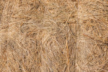 Altın saman arka plan saman