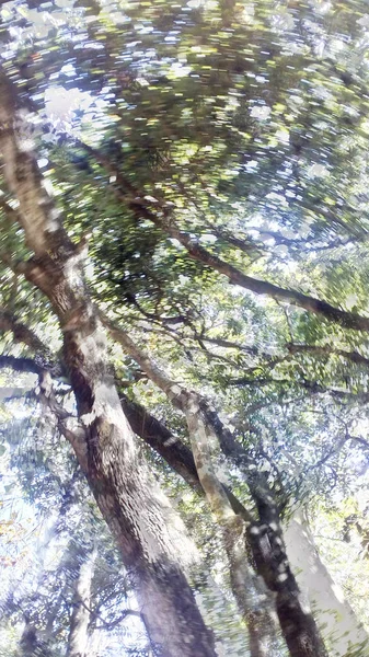 Eski Uzun Ağacın Altını Göster