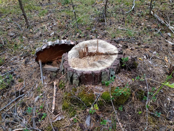 夏にシベリアの倒木から切り株が松の森に入ります 伐採だ 森林破壊だ 木材の収穫 ロシアだ 携帯写真 — ストック写真