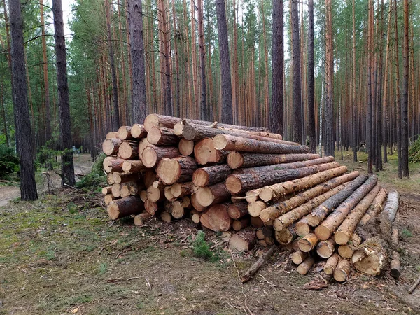 Les Grumes Sciées Trouvent Dans Une Forêt Pins Été Russie — Photo