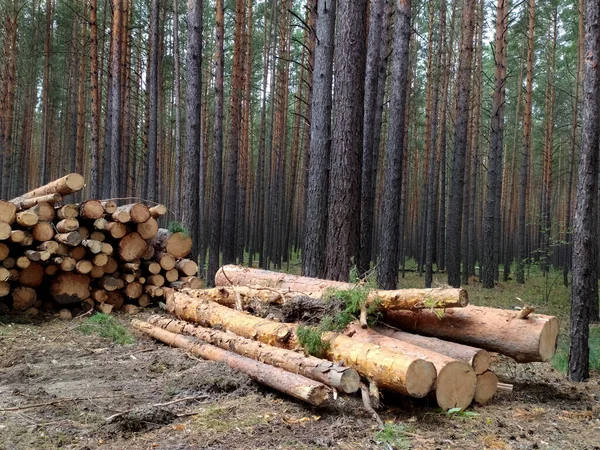 Πριόνισμα Κορμούς Βρίσκονται Ένα Πευκοδάσος Καλοκαίρι Ρωσία Σιβηρία Καταγραφή Δασών — Φωτογραφία Αρχείου