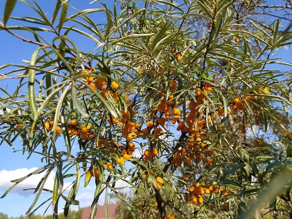 Ripe Sea Buckthorn Berries Branches Blue Sky Harvest Siberia Russia — Stock Photo, Image