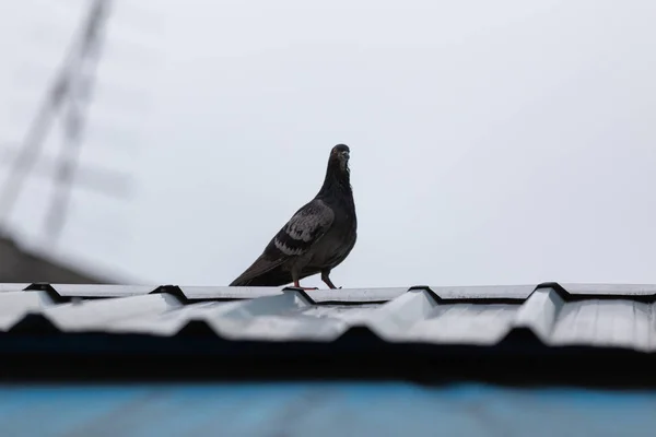 Pigeon Dove Roofs Picture See Gray Tile Roof Beautiful Background — Stock Photo, Image