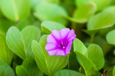 Plaj ve güzel ışık Mor çiçekli süs filizlenmişti Caprae gidermek yaralanma veya denizanası zehirlenmesi. (Bilimsel Ipomoea Pes-caprae adıdır)