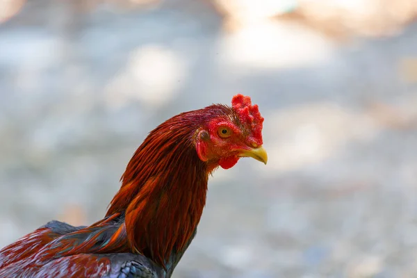 Thai Slåss Kuk Eller Tupp Kyckling Närbild — Stockfoto