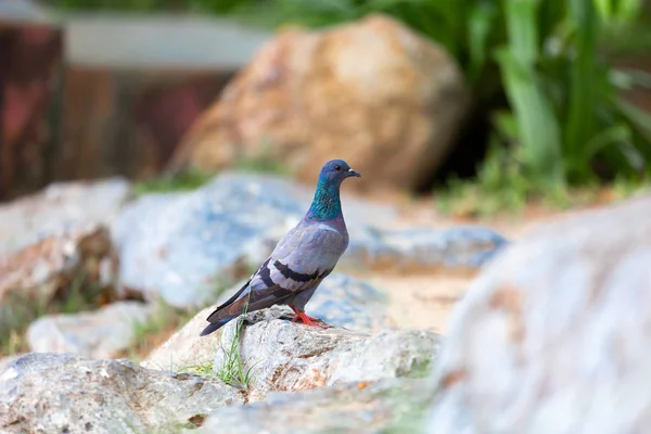 Dove Close Tree Fenced Stones Big Buddha Temple Famous Tourist — Stock Photo, Image