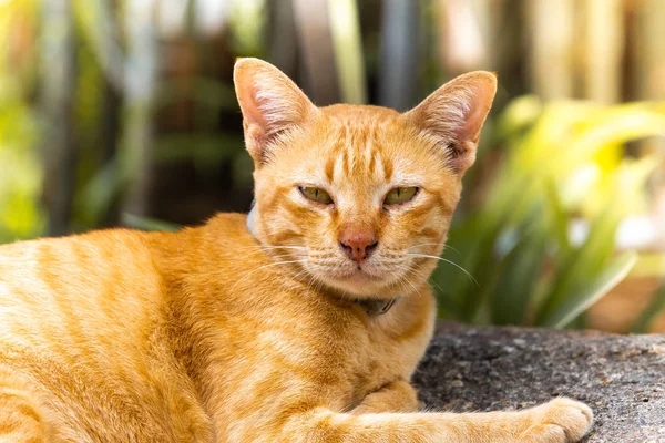 Brown Thai Cat Lie Asleep Stone Garden Zone Selective Focus — Stock Photo, Image