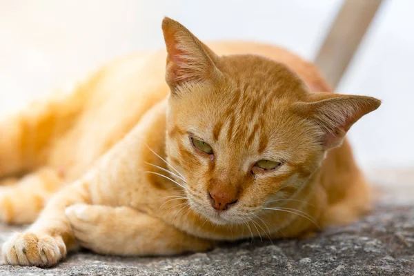 Gato Tailandês Marrom Deitar Dormir Pedra Zona Jardim Foco Seletivo — Fotografia de Stock