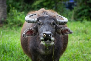 Buffalo closeup Tayland kırsal çiftlik çimen yemek.