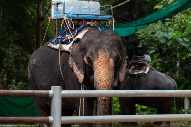 Suratthani, Tayland - 2 Aralık 2018: Kandırma, Koh Samui, Tayland Samui Adası, Suratthani, Tayland 2 Aralık 2018 üzerinde Trekking Namuang Şelalesi fil, fil.