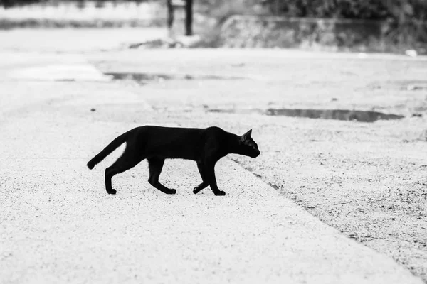 黑猫穿过马路走到另一边的黑白照片给人一种孤独 孤独的感觉 — 图库照片