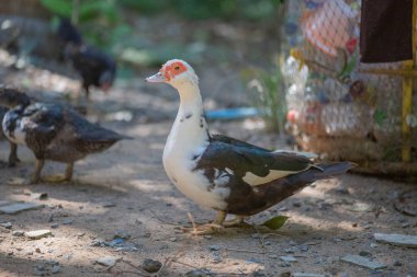 Tay kahverengi ördekgrubu bataklık doğada yiyecek bulma.
