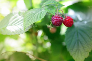  Olgun ve yeşil çilek bahçesinde ile Ahududu şube