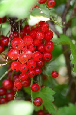 Bahçe içinde yapraklarla dal frenk üzümü olgun meyveler