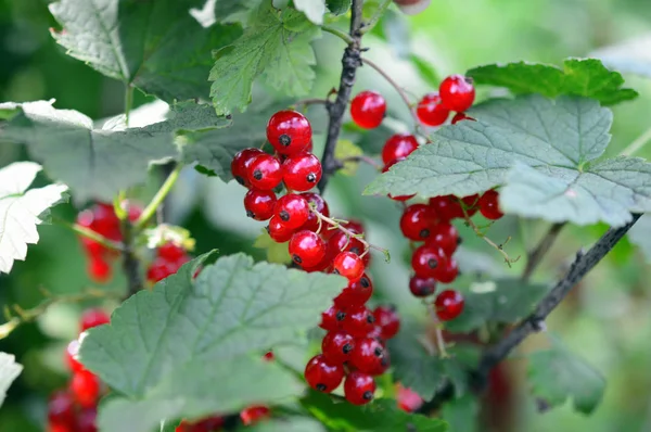 Dojrzałe jagody czerwone porzeczki na gałęzi z liści w ogrodzie — Zdjęcie stockowe