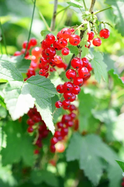 Ripe berries of red currant on a branch with leaves in garden — Stock Photo, Image