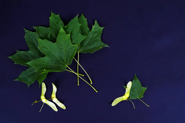 緑の葉と暗い背景のかえでの種子 — ストック写真