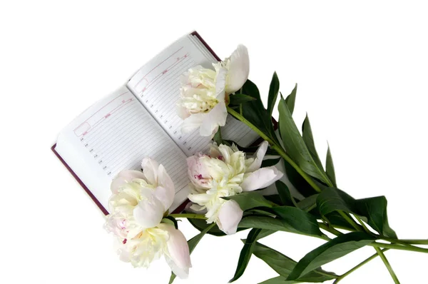 Beyaz şakayık çiçekleri ve ışık arka plan üzerine açık günlüğü yalan — Stok fotoğraf