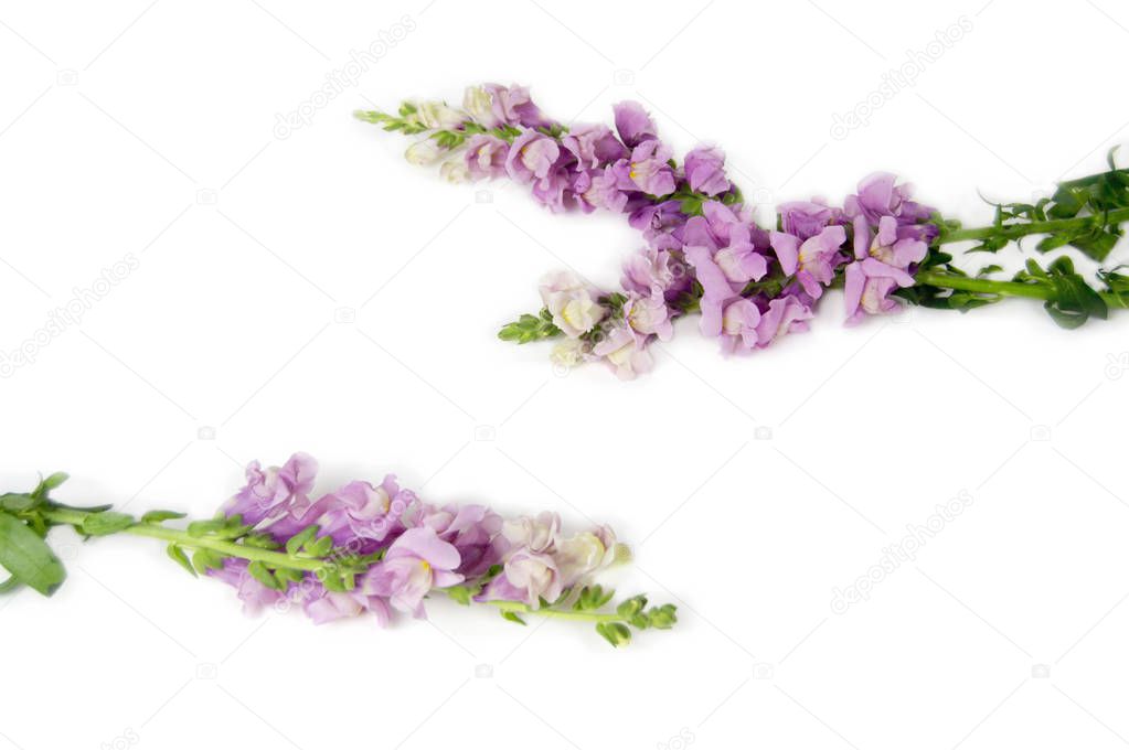 lilac flowers of a lions pharynx lie on  white background
