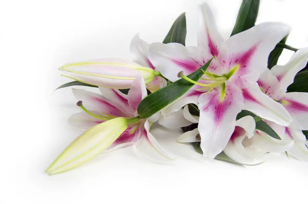 Flowers white with pink lily close-up on a light background — Stock Photo, Image