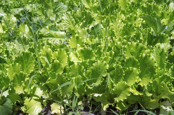 Yeşil Salata Ile Bir Yatak Var Organik Tarım — Stok fotoğraf