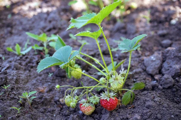 Strawberry Semak Dengan Hijau Dan Matang Berry Tempat Tidur — Stok Foto