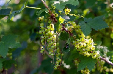 frenk üzümü olgunlaşmamış meyveleri ve yeşil yaprakları ile bir çalı