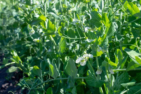 ベッドの上の甘い緑豆の花の茂み — ストック写真