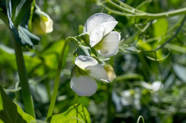 春の緑の中で庭のエンドウ豆の花 — ストック写真