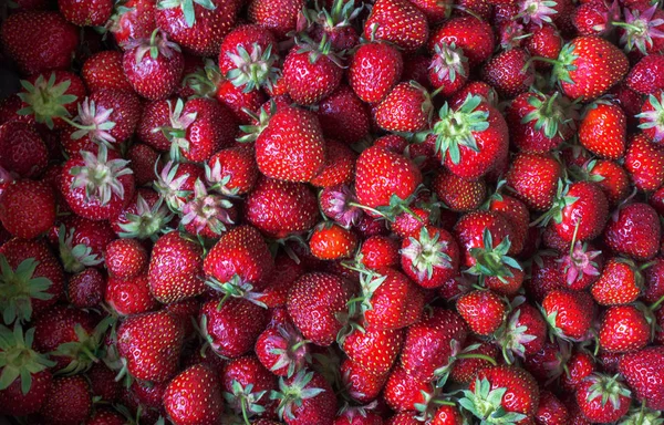 Background Ripe Red Strawberries Harvest Summer Berries — Stock Photo, Image