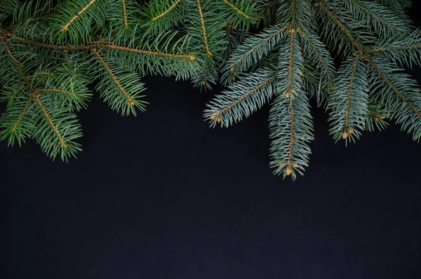 Several Christmas spruce branches on dark background — Stock Photo, Image