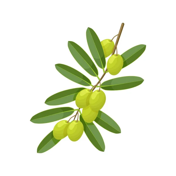 Branche d'olive verte sur fond blanc — Image vectorielle