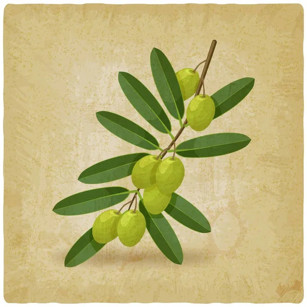 Rama verde oliva fondo vintage — Vector de stock